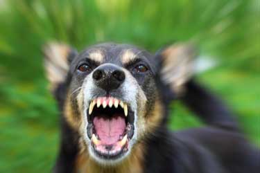 New Jersey Dog Bite Lawyer - OPLN Law